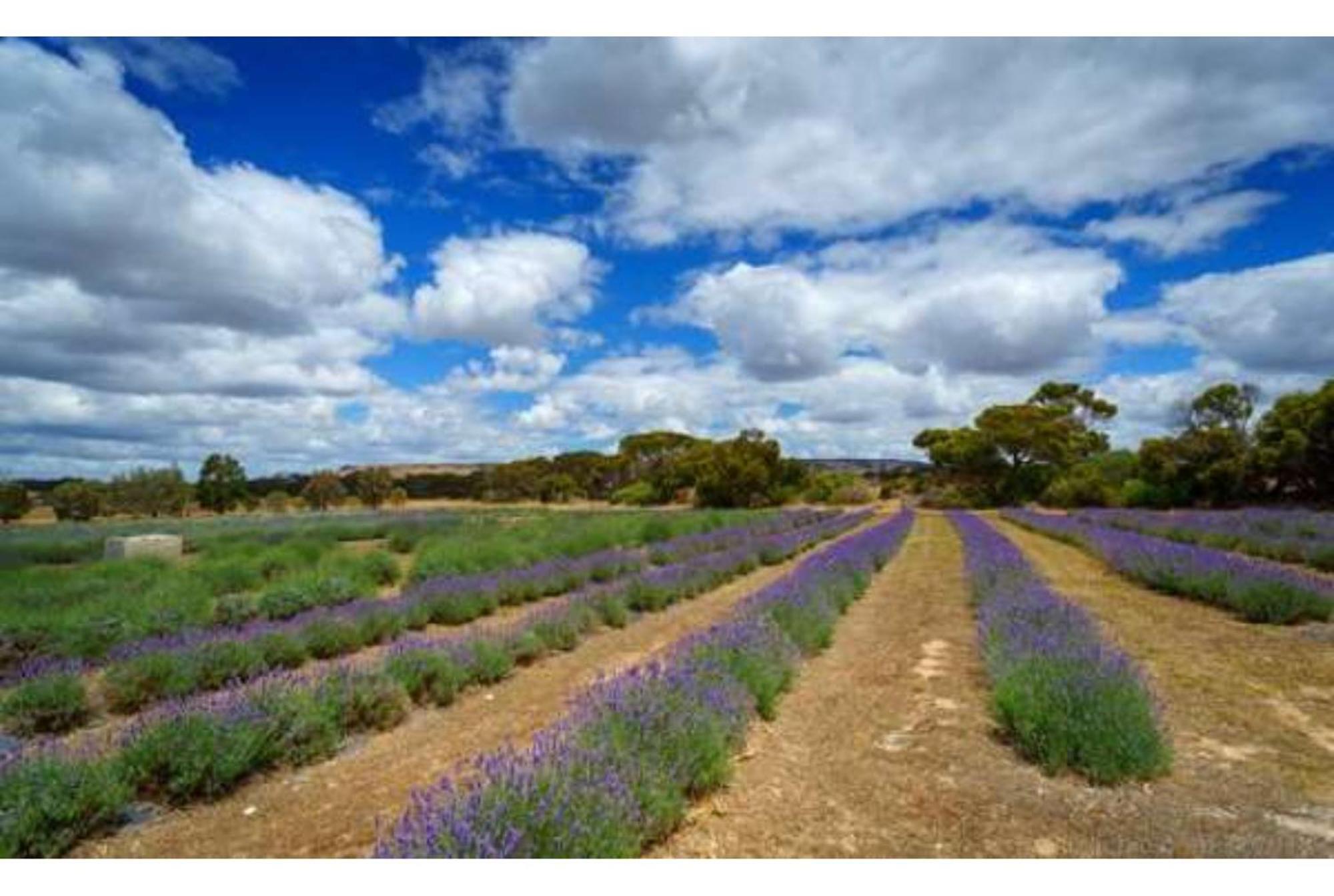 Discovery Parks - Kangaroo Island Flinders Chase Экстерьер фото