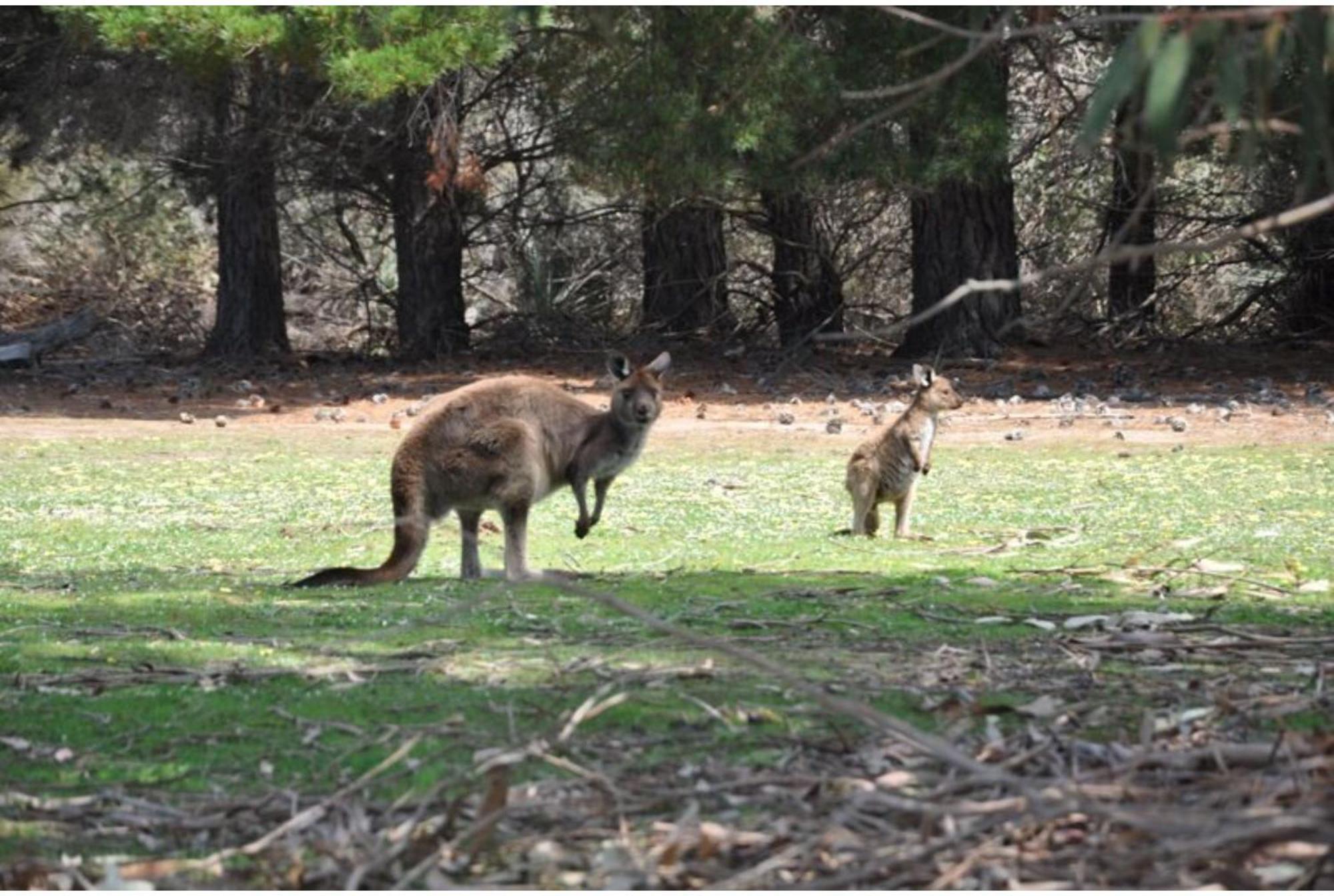 Discovery Parks - Kangaroo Island Flinders Chase Экстерьер фото